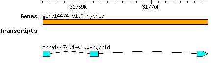 gene14474-v1.0-hybrid.png