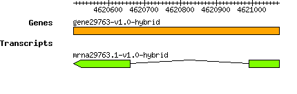 gene29763-v1.0-hybrid.png