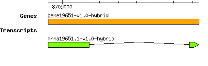 gene19651-v1.0-hybrid.png