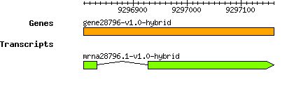 gene28796-v1.0-hybrid.png