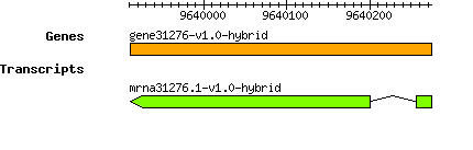 gene31276-v1.0-hybrid.png