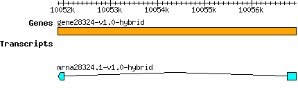 gene28324-v1.0-hybrid.png