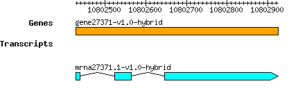 gene27371-v1.0-hybrid.png