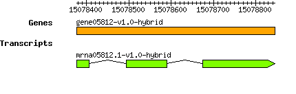 gene05812-v1.0-hybrid.png