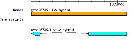 gene06736-v1.0-hybrid.png