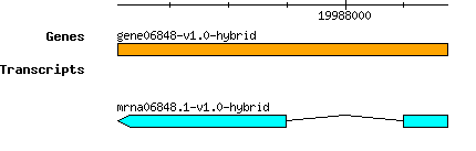 gene06848-v1.0-hybrid.png