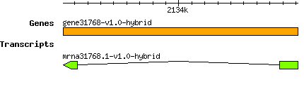 gene31768-v1.0-hybrid.png