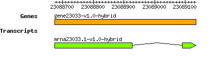 gene23033-v1.0-hybrid.png