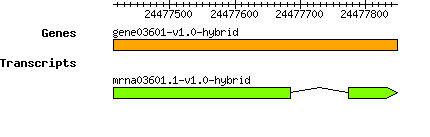gene03601-v1.0-hybrid.png