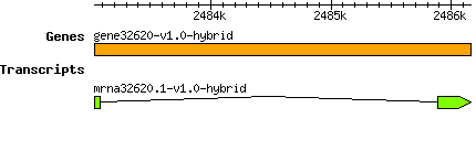 gene32620-v1.0-hybrid.png
