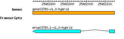 gene03780-v1.0-hybrid.png