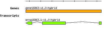 gene16863-v1.0-hybrid.png