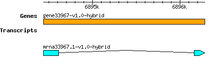 gene33967-v1.0-hybrid.png