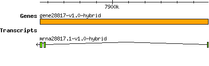 gene28817-v1.0-hybrid.png