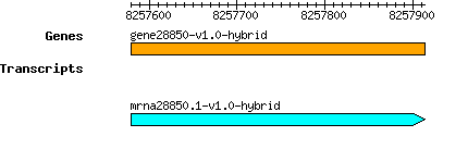 gene28850-v1.0-hybrid.png