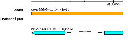 gene29609-v1.0-hybrid.png