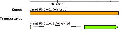 gene29848-v1.0-hybrid.png