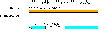 gene27897-v1.0-hybrid.png