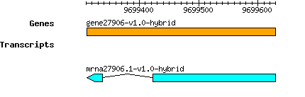 gene27906-v1.0-hybrid.png