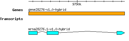 gene28276-v1.0-hybrid.png