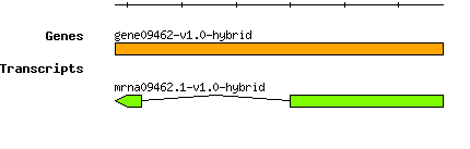 gene09462-v1.0-hybrid.png