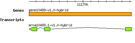 gene10489-v1.0-hybrid.png