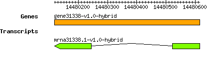 gene31338-v1.0-hybrid.png