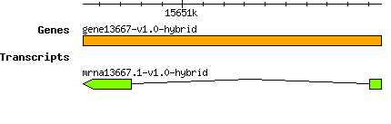 gene13667-v1.0-hybrid.png