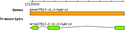 gene07813-v1.0-hybrid.png