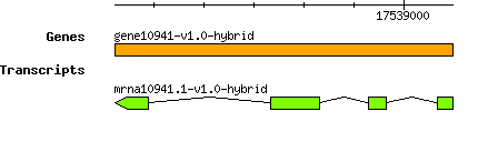 gene10941-v1.0-hybrid.png