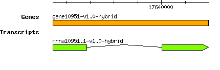 gene10951-v1.0-hybrid.png
