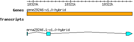 gene29246-v1.0-hybrid.png
