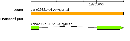 gene29321-v1.0-hybrid.png