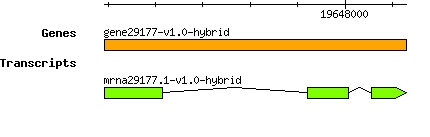 gene29177-v1.0-hybrid.png