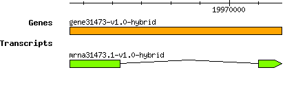 gene31473-v1.0-hybrid.png