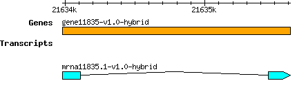 gene11835-v1.0-hybrid.png