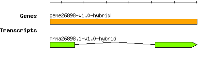 gene26898-v1.0-hybrid.png