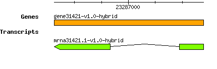 gene31421-v1.0-hybrid.png