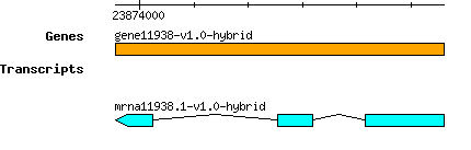 gene11938-v1.0-hybrid.png