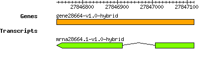 gene28664-v1.0-hybrid.png