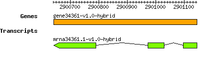 gene34361-v1.0-hybrid.png