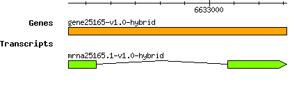gene25165-v1.0-hybrid.png