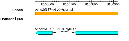 gene26167-v1.0-hybrid.png