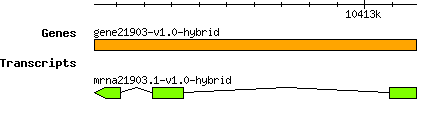 gene21903-v1.0-hybrid.png