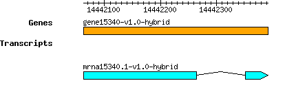 gene15340-v1.0-hybrid.png