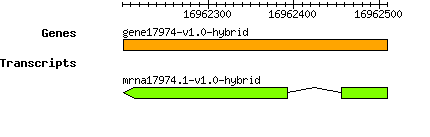 gene17974-v1.0-hybrid.png