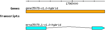 gene35078-v1.0-hybrid.png