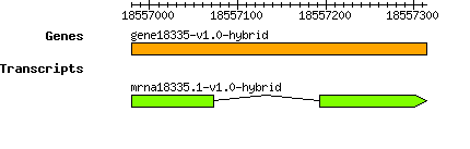gene18335-v1.0-hybrid.png