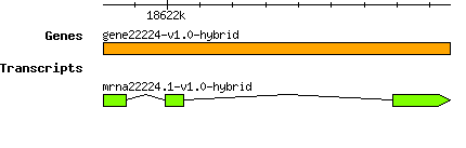 gene22224-v1.0-hybrid.png