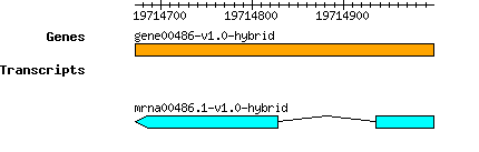 gene00486-v1.0-hybrid.png